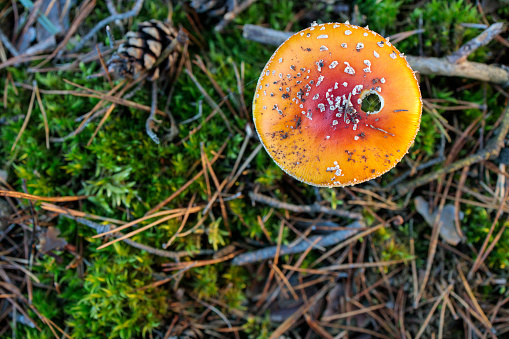 Single orange toadstool (fly agaric) mushroom in a forest. Arguably the most iconic toadstool species, the fly agaric is a large white-gilled, white-spotted, usually red mushroom, and is one of the most recognizable and widely encountered in popular culture.
