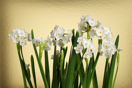 A group of white narcissus flowers on a good background.