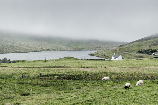 View of the pasture with sheep, the building and the small fjord in Voe, a village in Delting parish on Mainland, Shetland, Scotland.