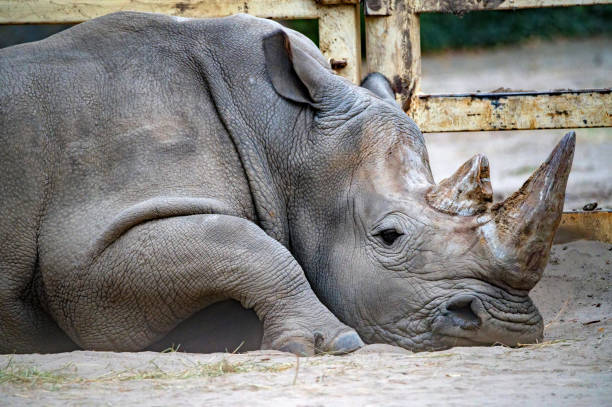istock White rhinoceros or Ceratotherium simum lying in captivity 1283024615