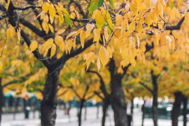 Autumn in Stockholm, Sweden