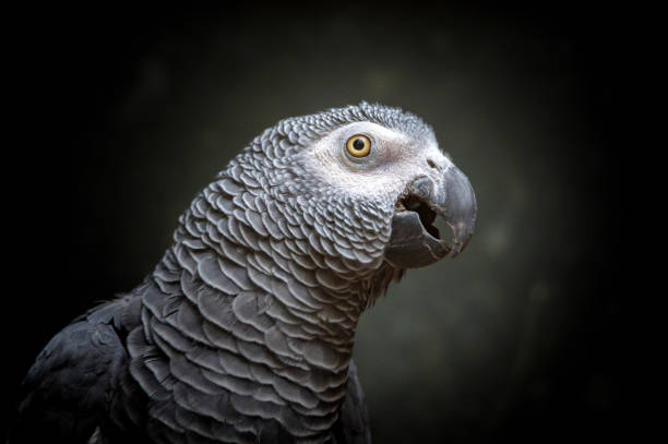African timneh grey parrot or Congo grey parrot, Congo African grey parrot stock photo
