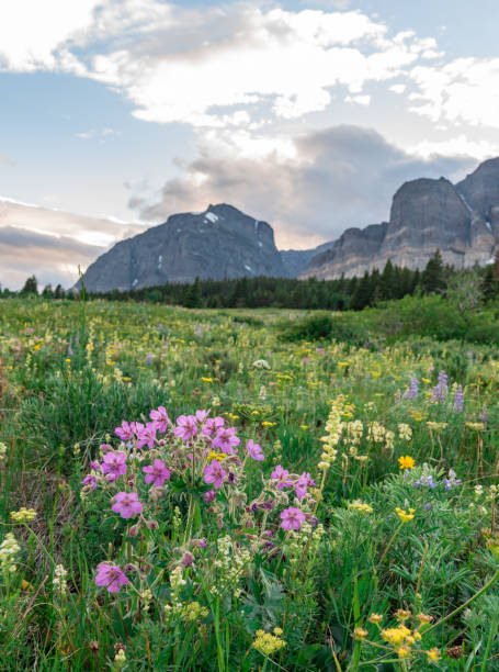 gerânios pegajosos em frente ao campo de flores silvestres - montana mountain lupine meadow - fotografias e filmes do acervo