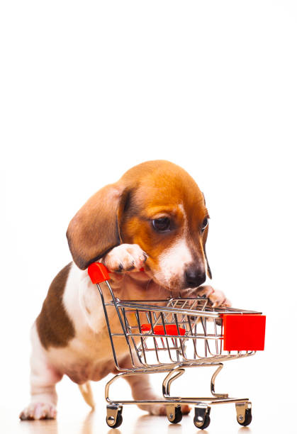 istock image of dog trolley white background 1283026331