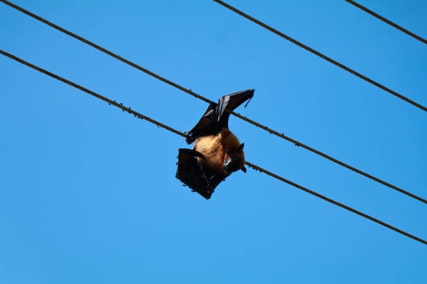 istock Bat died due to electrical shock hanging in the electric line 1283026969