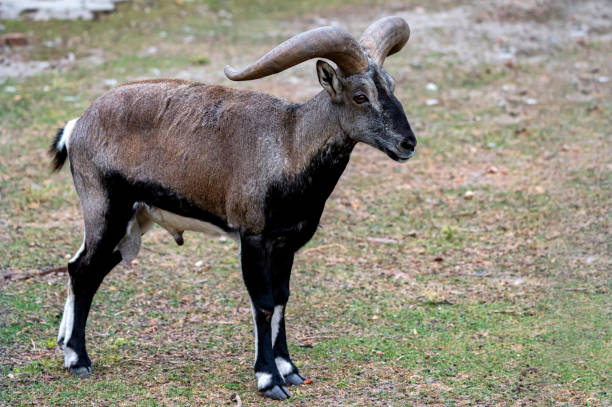 istock Close-up of Bharal, Himalayan blue sheep or naur 1283027745