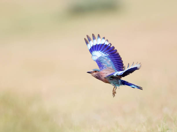 Indian Roller Chennai, India, October 30, 2020 (UNI) :- The Indian roller is a bird of the family Coraciidae, the rollers. It occurs widely from West Asia to the Indian Subcontinent. It is listed as least concern on the IUCN Red List,  shot  in the outskirts of Tamil Nadu: UNI Photo : Seshadri SUKUMAR coracias benghalensis stock pictures, royalty-free photos & images