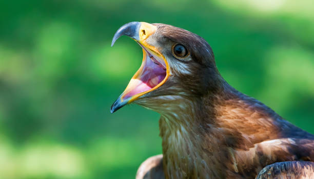istock Close-up of Steppe Eagle Screaming 1283028868