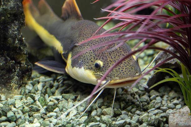 Catfish swims among the algae in the aquarium, Underwater photo Catfish swims among the algae in the aquarium, Underwater photo wels catfish stock pictures, royalty-free photos & images
