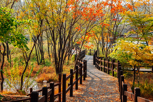 Autumn of Eunpyeong Hanok Village. Maple forest and trail road in Seoul, Korea