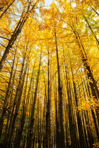 Autumn yellow ginkgo tree forest at Bukhansan mountain park in Seoul, Korea