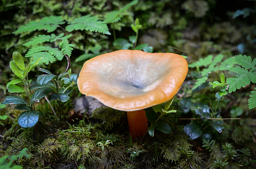 Infundibulicybe geotropa or trooping funnel mushrooms surrounded by psathyrellaceae mushrooms on a green grass.