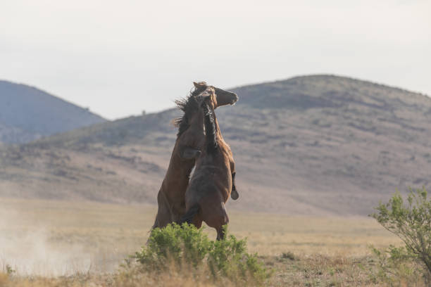 istock Wild Horse Stallions Fighting in Utah 1283031479