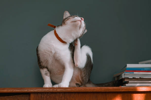 gatti domestici che graffiano le orecchie. - kitten color image cute feline foto e immagini stock