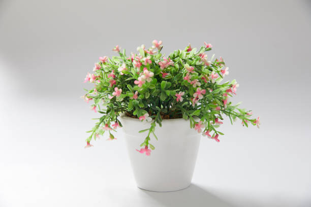 istock Green home plant in a pot isolated on white background. 1283032054