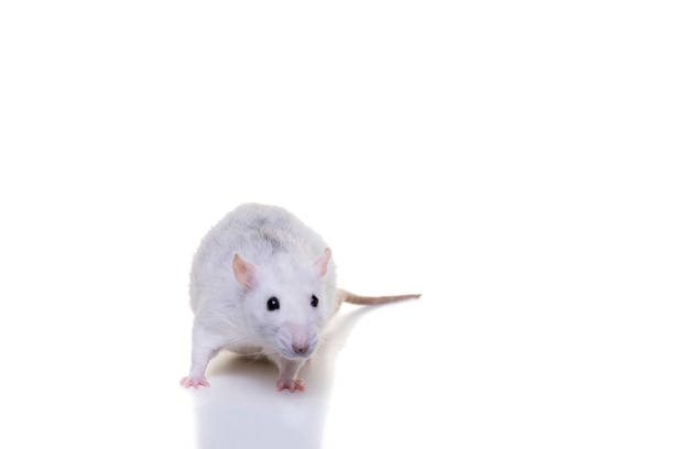 istock Pretty white domestic rat on a white background seen from the front from nose to tail 1283033464