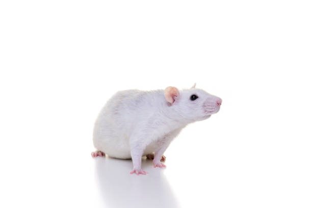 istock Pretty white domestic rat on a white background seen from the front from nose to tail 1283033542