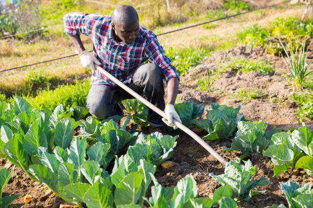 istock Male gardener working at homestead 1283034735