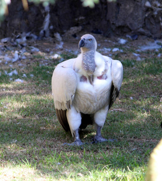 istock Cape vulture resting in a shade on a hot summer day 1283034747