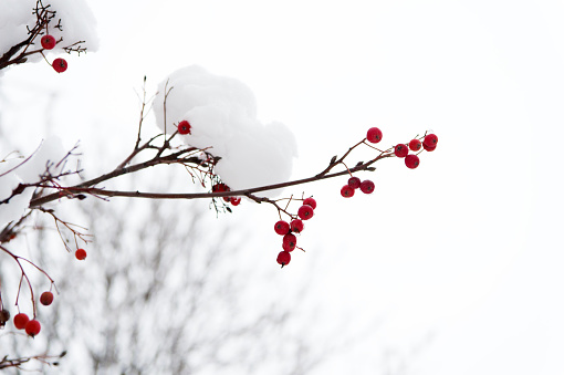Frozen food. Climate control. Seasonal berries. Christmas rowan berry branch. Hawthorn berries bunch. Rowanberry in snow. Berries of red ash in snow. Winter background. Frosted red berries.