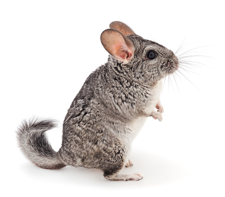 Little gray chinchilla isolated on white background.