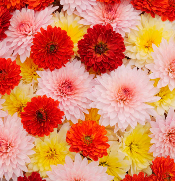 istock Flowers of chrysanthemum. 1283040095