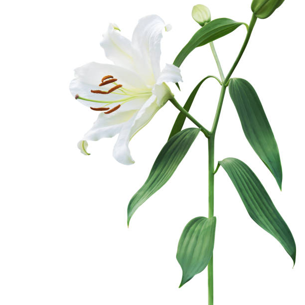 istock White Lily Flowers with Green Leaves Isolated on White Background with Clipping Path 1283040250