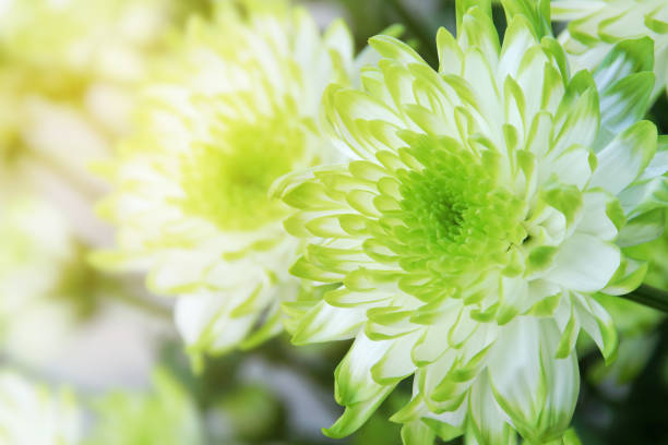 Beautiful Blooming Green Chrysanthemum Flowers