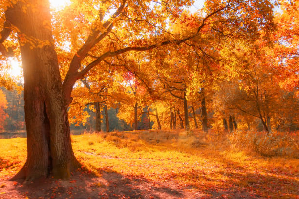 istock Autumn forest with century-old oak trees, bright sunlight and shadows from branches. 1283041636