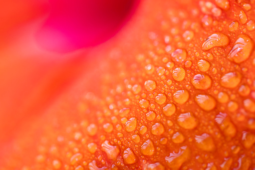 Tiger Lily lancifolium in raindrops. Beautiful Lily. Petals of a large flower of a Lilium are covered with a large number of drops of water. Morning dew on petals Lilium. Macro natural background.