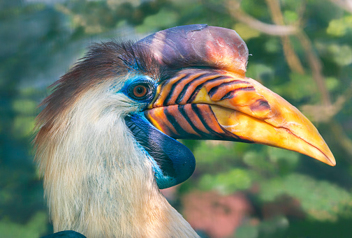 Close-up view of a male Knobbed Hornbill - Rhyticeros cassidix