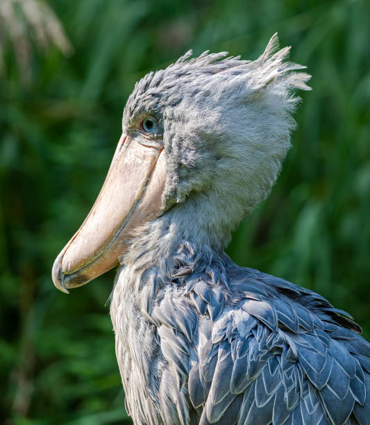 istock Close-up view of a Shoebill (Balaeniceps rex) 1283044321