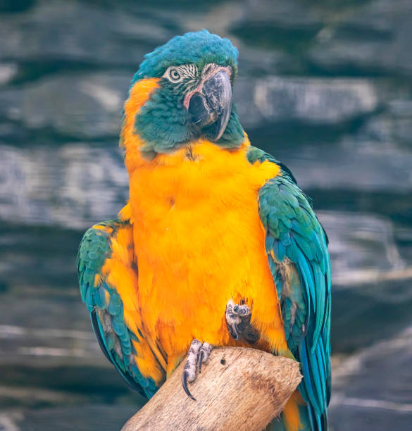 青い喉のコンゴウインコのクローズアップビュー(アラ緑鏡) - gold and blue macaw ストックフォトと画像