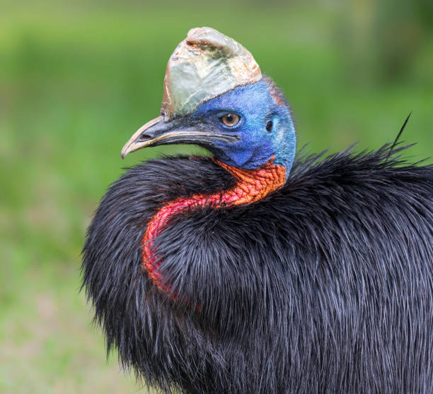 vista ravvicinata di un casuario settentrionale (casuarius unappendiculatus) - beak bird blue cassowary foto e immagini stock