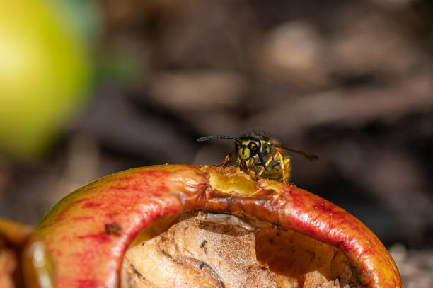 vespula germanica, vespa de jaqueta amarela europeia comendo uma maçã descartada - rotting fruit wasp food - fotografias e filmes do acervo