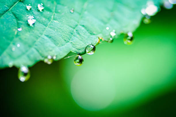 istock Raindrops in nature - macro photography 1283047089