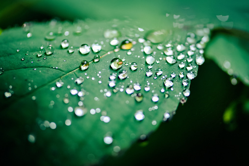Close up shot of raindrops in nature with reflection