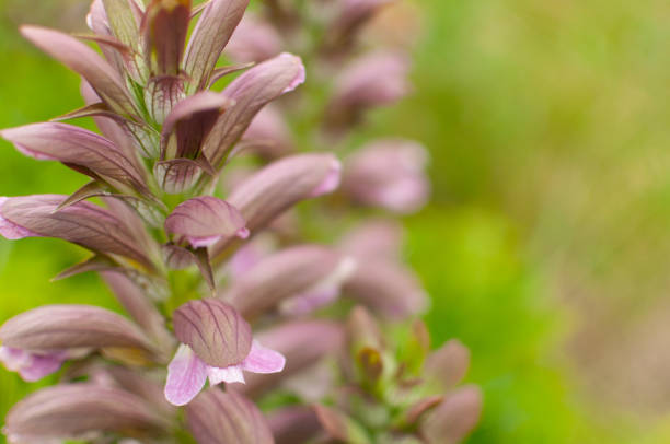 Blooming Acanthus plant on the blury floral background. Acanthus mollis.