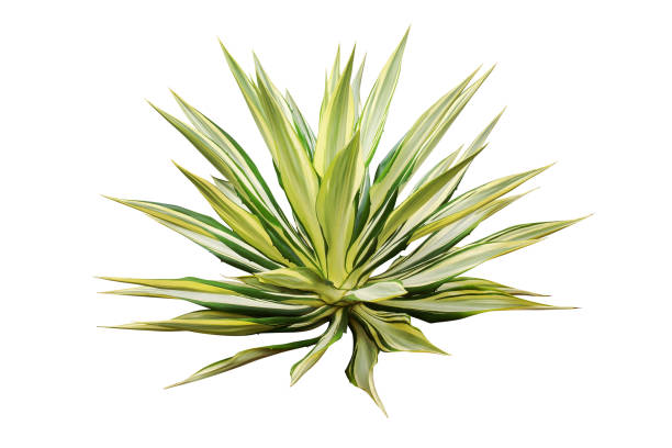 istock Variegated Agave Plant Isolated on White Background with Clipping Path 1283050198