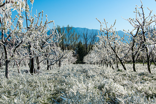 Orchard Covered With Intentional Frost For Protection From Later Cold in Morning in Springtime.