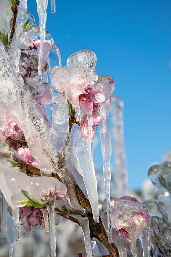 Close-up of Fruit Tree Blossoms Covered With Ice Made Intentionally For Later Frost Protection.