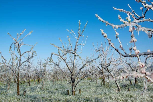 istock Peach Tree Orchard Covered With Artificially Made Frost For Protection From Cold 1283051047