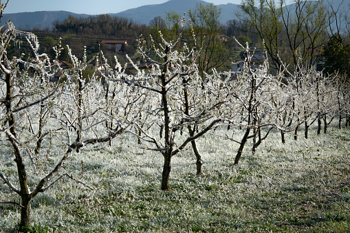 apple orchard in winter, old foliage on apple trees in the orchard during frosts in winter