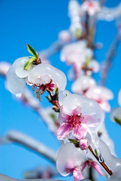 istock Frost Protection Sleet on Peach Tree in Orchard in Springtime 1283051054