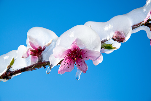 Close-up of a Blooming Peach Tree Branch Covered With Ice For Protection From Frost.