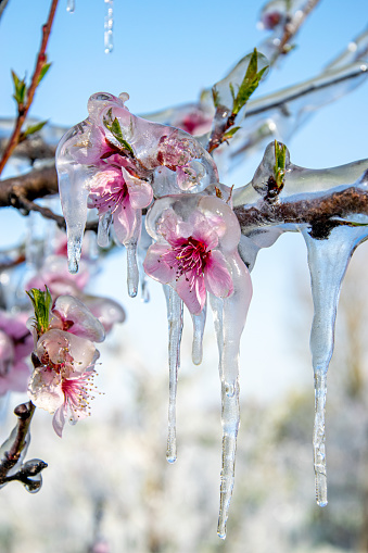 Close-up of Icicles on Blooming Branch of Peach Tree.