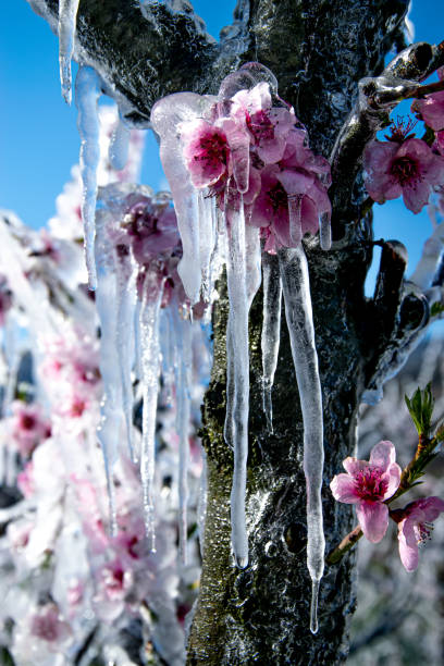 istock Intentionally Made Icicles on Blooming Fruit Trees in Orchard as Frost Protection Technique 1283051062