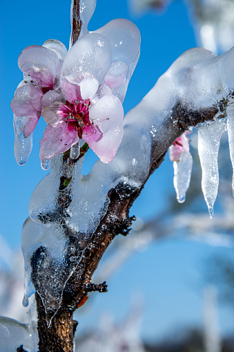 The frozen apple trees covered by ice in the spring