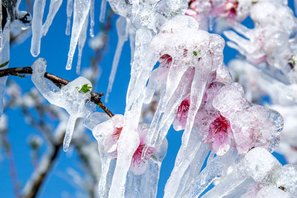 istock Close-up of Sleet With Icicles on Fruit Trees in Springtime 1283051076