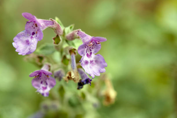 Close-up of a Nepeta faassenii blossom DSLR full frame outdoor overcast daylight image of purple color elements in Germany nepeta faassenii stock pictures, royalty-free photos & images